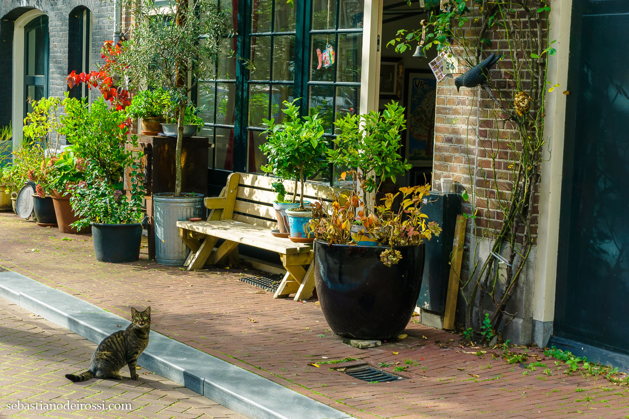 a cat in Amsterdam looking at me